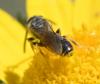 Lasioglossum sp.
